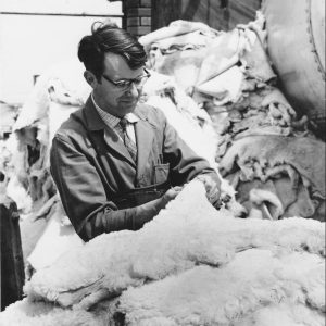 Tony Laver sorting skins at Morlands - according to their quality they would be used for different products Photo: Jane Laver